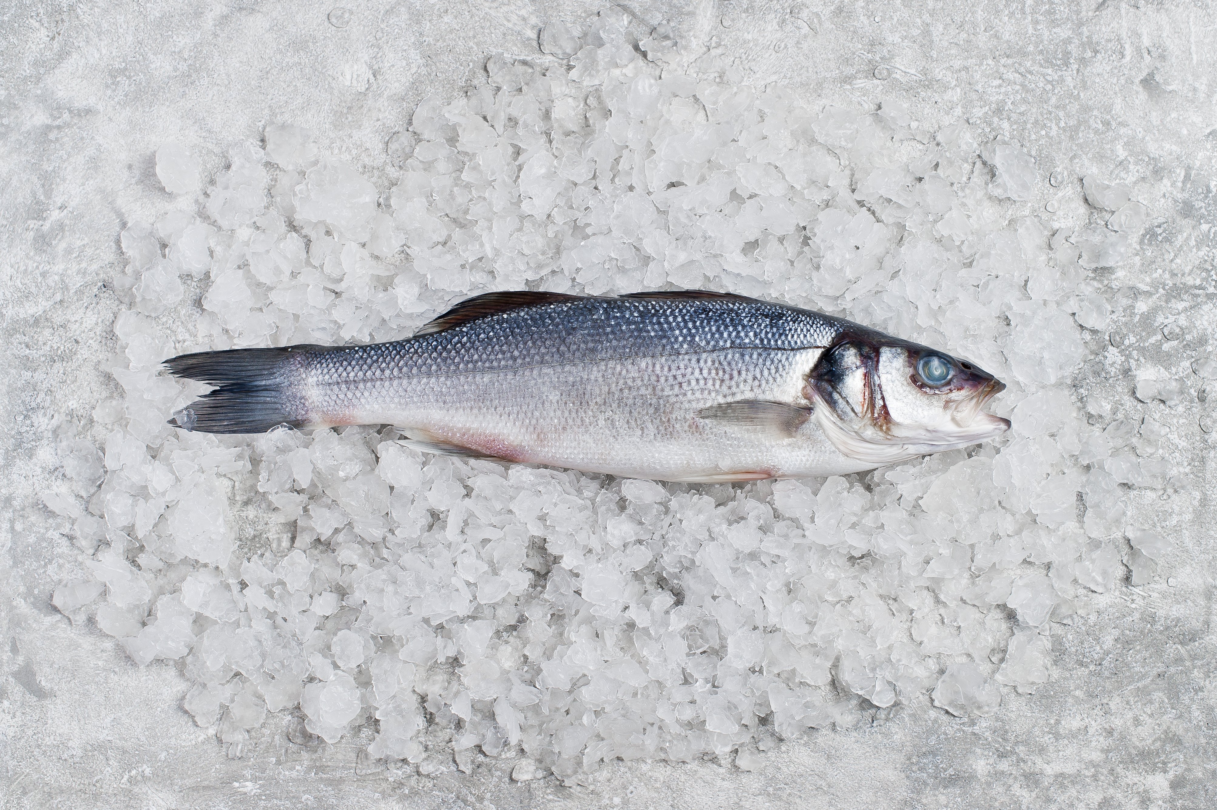 Raw sea bass on ice. Gray background, top view.